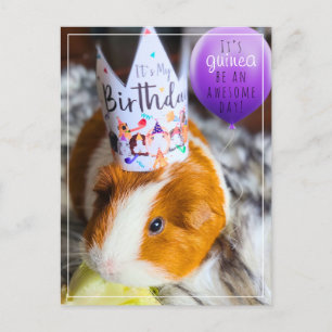 Carte postale d'anniversaire de cochon d'Inde
