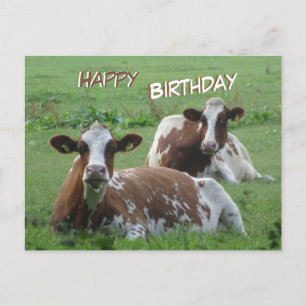 Carte postale d'anniversaire de deux vaches blanch