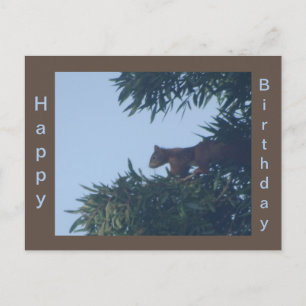Carte postale d'anniversaire Écureuil dans l'arbre