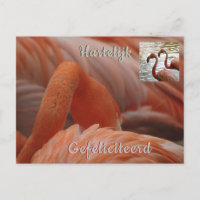 Carte postale d'anniversaire Flamant rose en gros