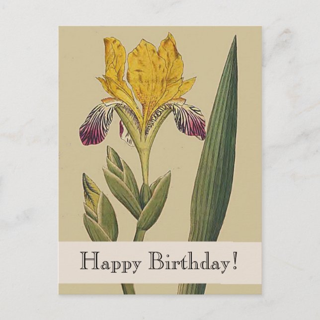 Carte postale d'anniversaire Iris Botaniques Vinta (Devant)