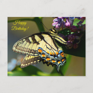 Carte postale d'anniversaire Tiger Swallowtail