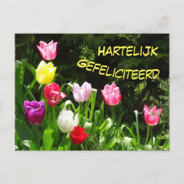 Carte postale d'anniversaire Tulipes Colorées Joye