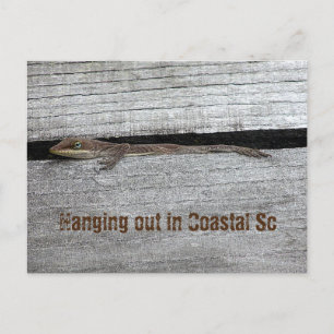Carte postale d'Anolis brun