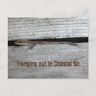 Carte postale d'Anolis brun