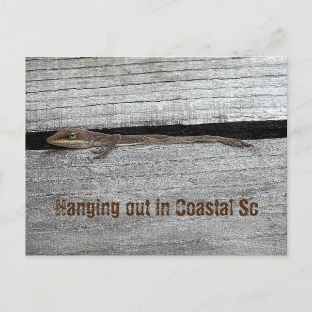 Carte postale d'Anolis brun (Devant)