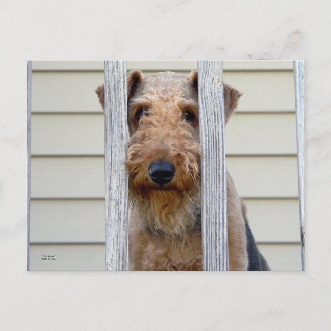 Carte Postale "Dans la niche" (Devant)