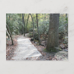 Carte Postale Dans les bois