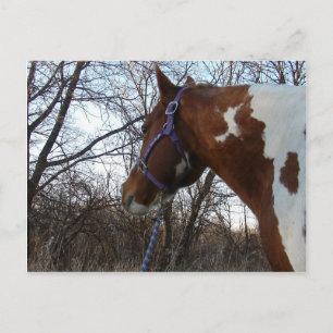 Carte Postale Dans les bois je regarde