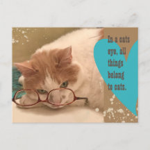 Dans un chat oeil mignon chat