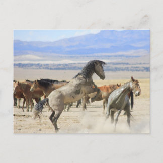 Carte Postale Danse Avec Des Capots