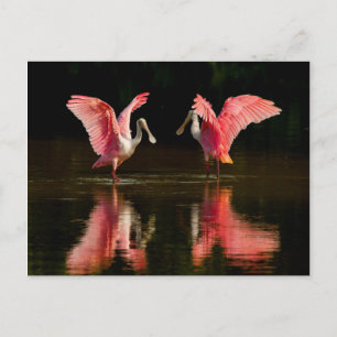 Carte Postale Danse d'accouplement Roseate Spoonbill