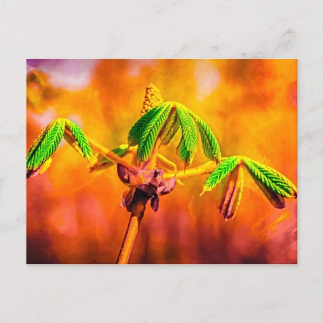 Carte Postale Danse Du Feu (Devant)