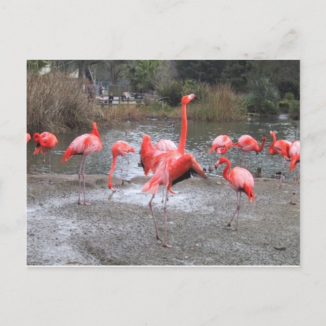 Carte Postale danse flamande (Devant)