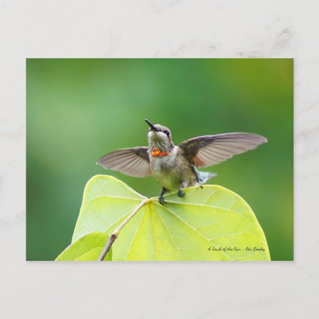 Carte Postale Danser et Humming ! (Devant)