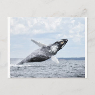 Carte Postale Danses avec baleines 8