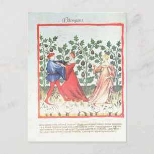 Carte Postale Danseurs devant Broom Plantes, 13ème siècle