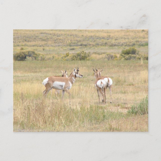 Carte postale d'antilope à Yellowstone (Devant)