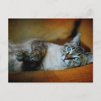 Carte Postale Daphné