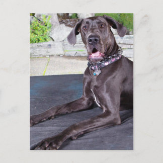 Carte Postale Daphné