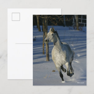 Carte Postale Dapple Grey Trakehner Running in the Snow