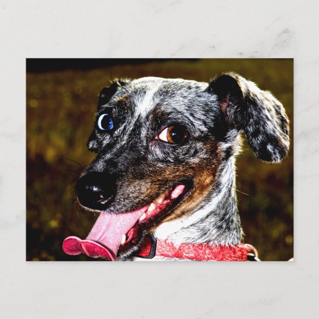 Carte Postale Dapple/Piebald Dachshund (Devant)