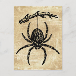 Carte postale d'araignée vintage suspendue à une b
