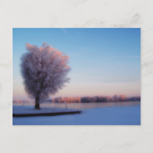 Carte postale d'arbres enneigés