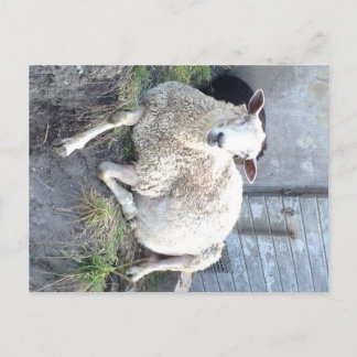 Carte Postale Dåris - la brebis la plus fraîche du village