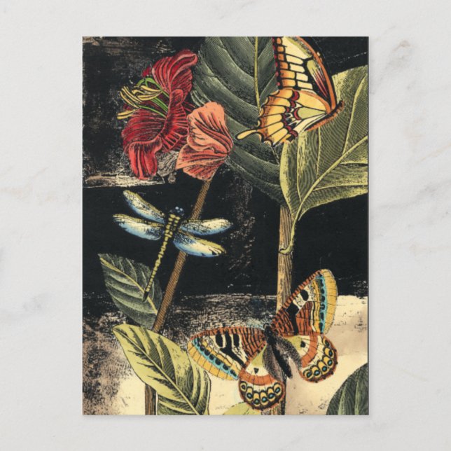 Carte Postale Dark Nature Scene par Vision Studio (Devant)