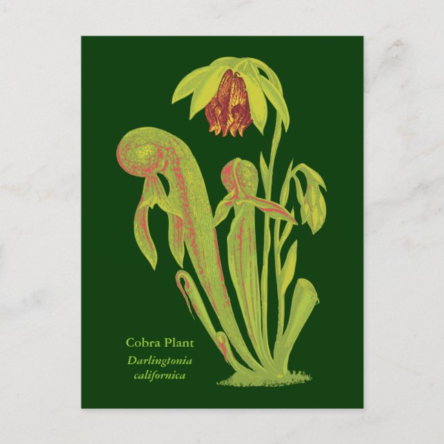 Carte Postale Darlingtonia californica, Plante carnivore (Devant)