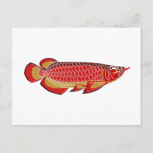 carte postale d'arowana