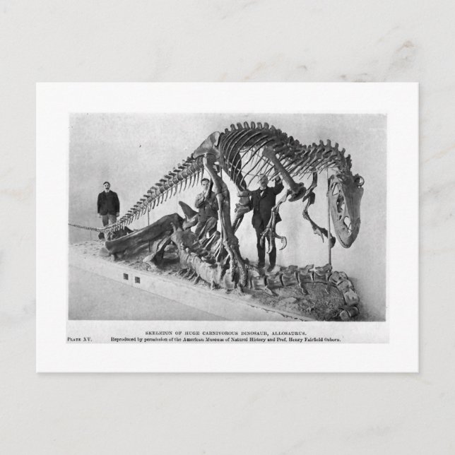 Carte postale d'art squelette d'Allosaurus (Devant)