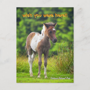 Carte postale Dartmoor Pony Foie