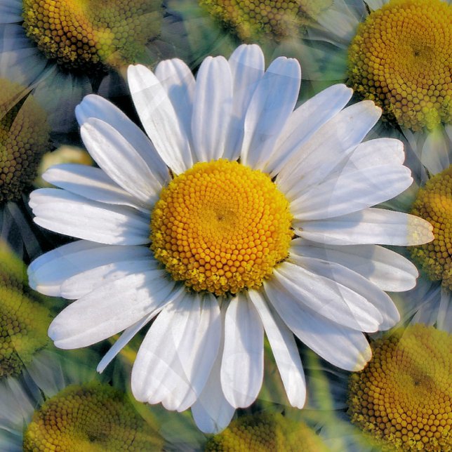 CARTE POSTALE DATES (A photographic design of multiple images of a little wild daisy. )