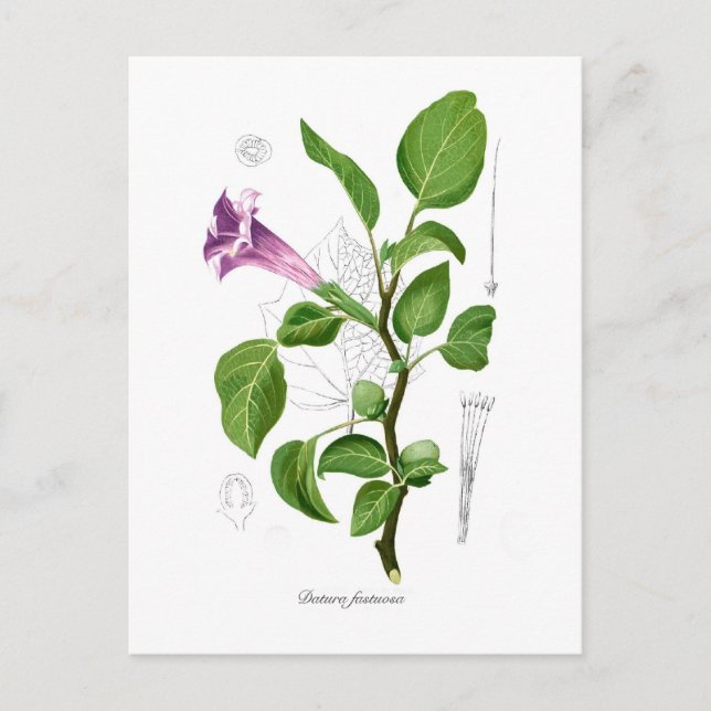 Carte Postale Datura fastuosa (Devant)