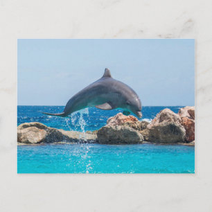 Carte Postale Dauphin