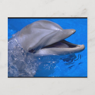 Carte Postale Dauphin