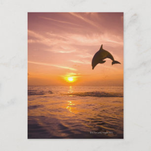 Carte Postale Dauphin à col blanc 2