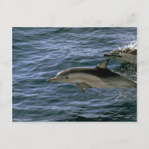 Carte Postale Dauphin commun