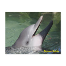 Dauphin de Bottlenose