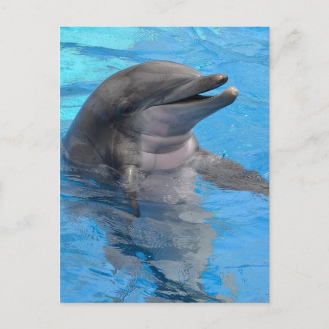 Carte Postale Dauphin de Floride (Devant)