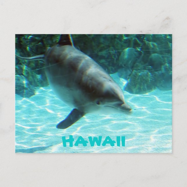 Carte Postale Dauphin d'Hawaii (Devant)