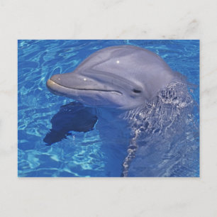 Carte Postale Dauphin en voie d'ébullition, Truncatus Tursiops