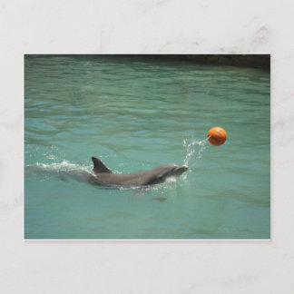 Carte Postale Dauphin jouant au ballon