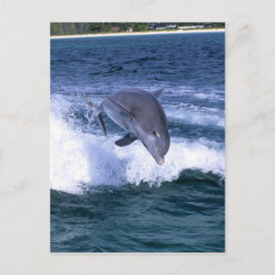 Carte Postale Dauphin sautant, Grand Bahama, Bahamas