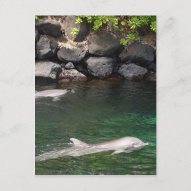 Carte Postale Dauphins (Devant)