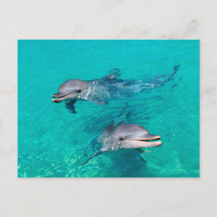 Carte Postale Dauphins