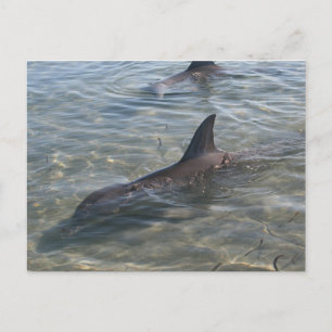 Carte Postale Dauphins à Monkey Mia, WA