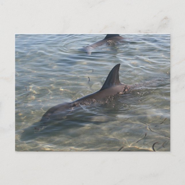 Carte Postale Dauphins à Monkey Mia, WA (Devant)